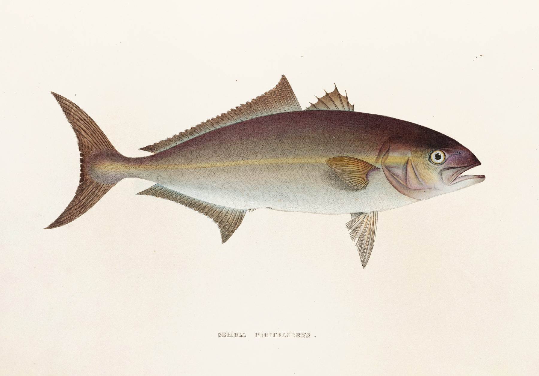 Fauna japonica Pl.074 by Philipp Franz Balthasar von Siebold