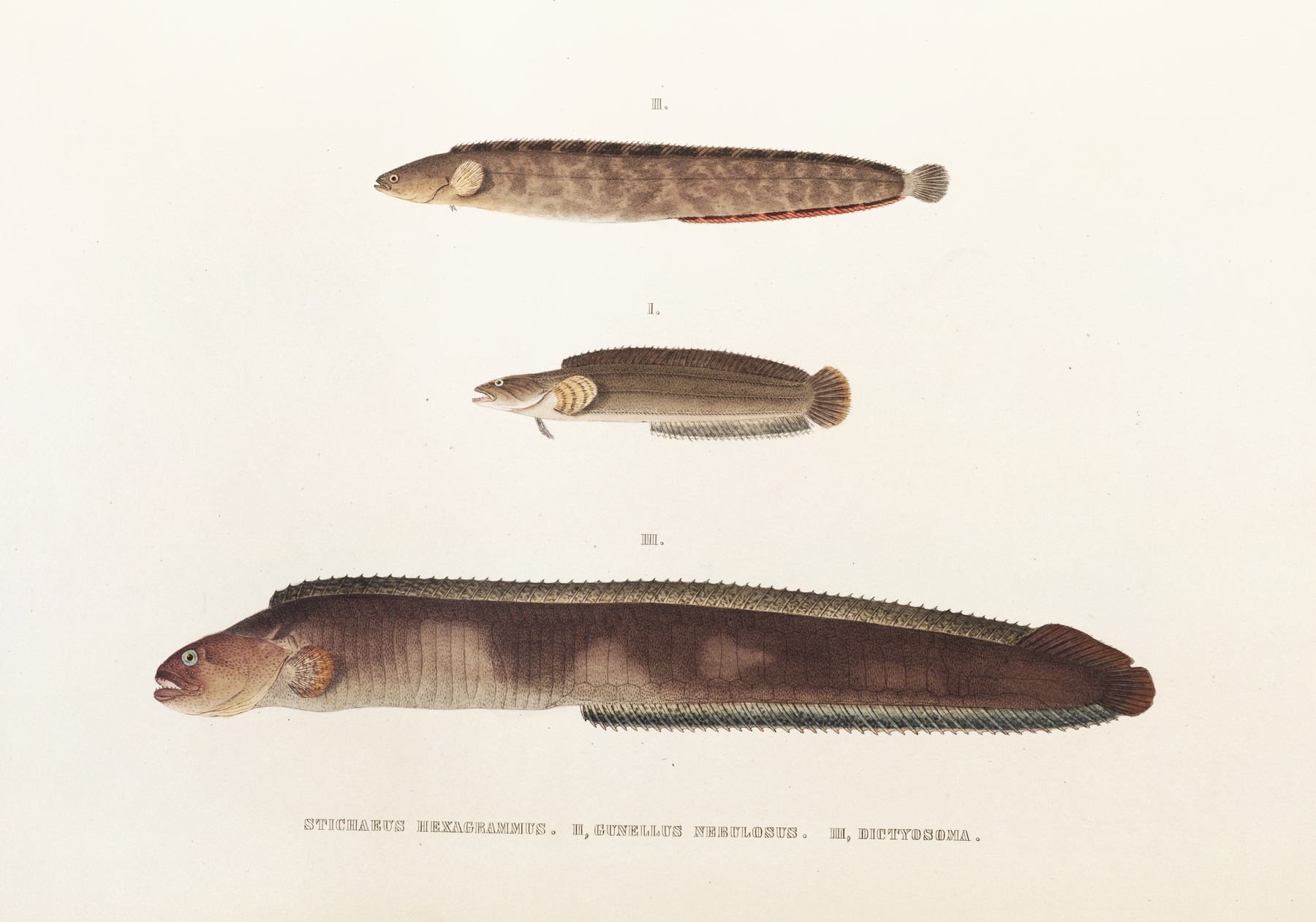 Fauna japonica Pl.087 by Philipp Franz Balthasar von Siebold