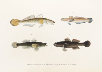 Fauna japonica Pl.088 by Philipp Franz Balthasar von Siebold