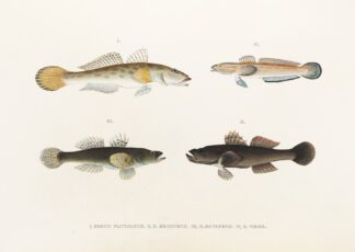Fauna japonica Pl.088 by Philipp Franz Balthasar von Siebold