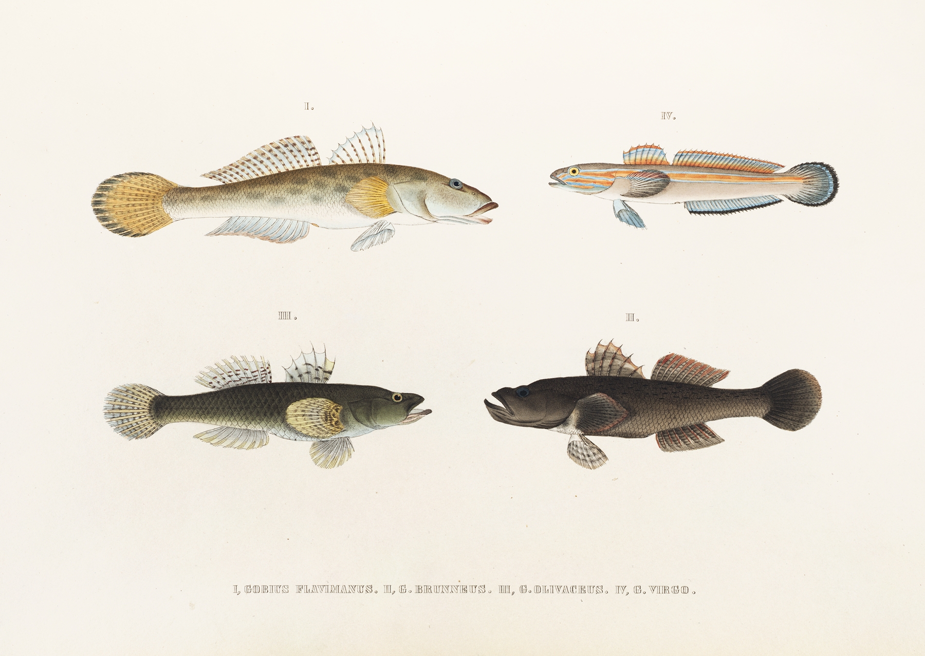 Fauna japonica Pl.088 by Philipp Franz Balthasar von Siebold