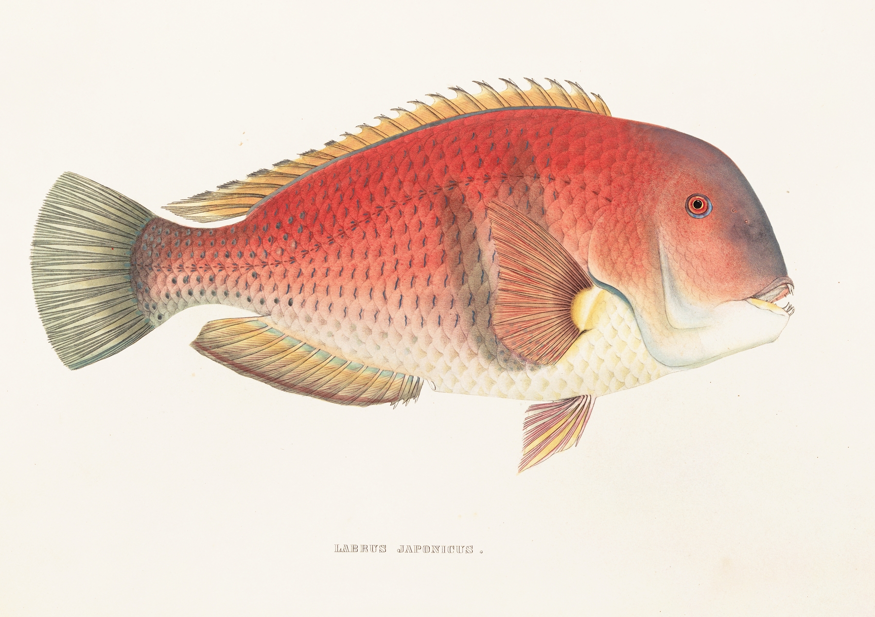 Fauna japonica Pl.101 by Philipp Franz Balthasar von Siebold