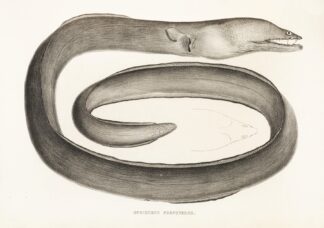 Fauna japonica Pl.133 by Philipp Franz Balthasar von Siebold