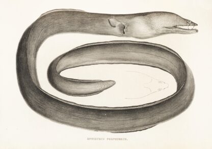 Fauna japonica Pl.133 by Philipp Franz Balthasar von Siebold