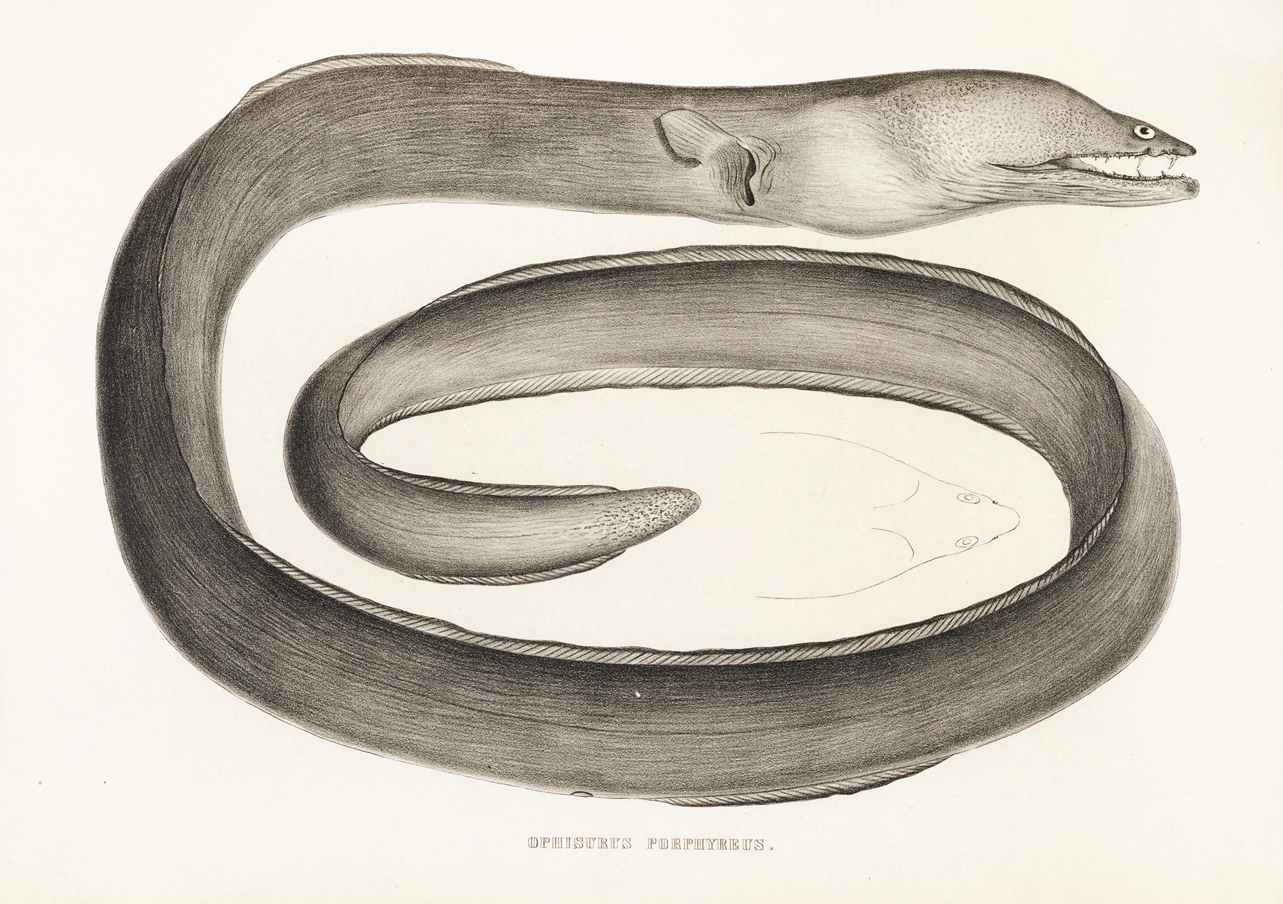 Fauna japonica Pl.133 by Philipp Franz Balthasar von Siebold
