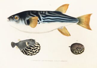 Fauna japonica Pl.142 by Philipp Franz Balthasar von Siebold