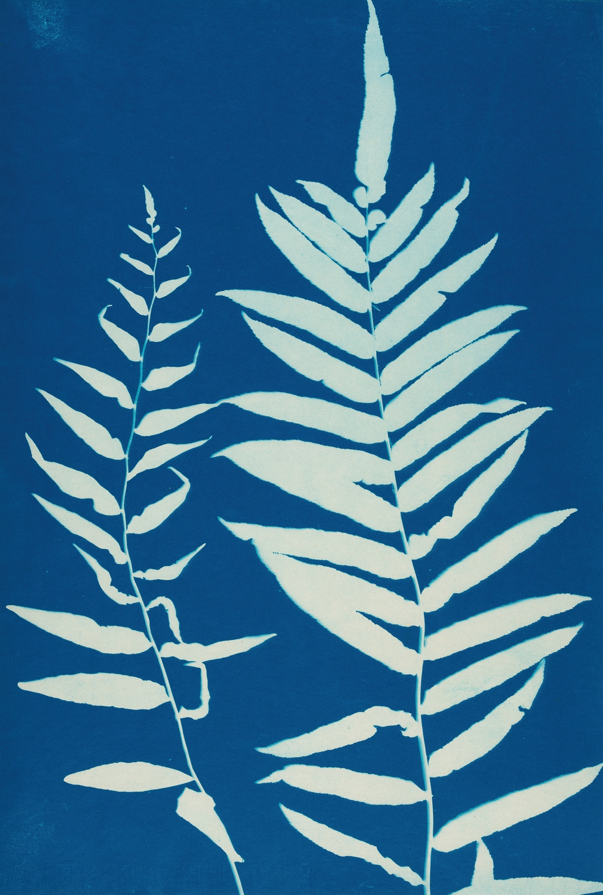 Ferns of Huntington, Long Island Pl.35 by Ella J. C. Hurd