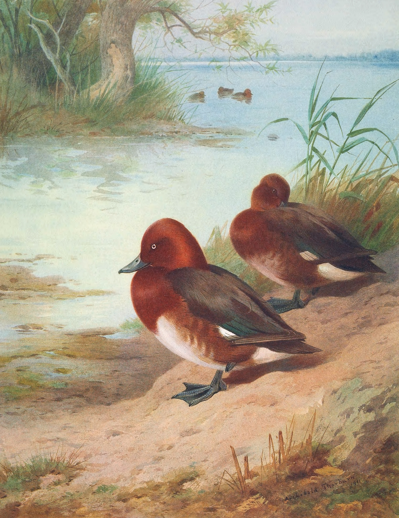 Ferruginous Duck by Archibald Thorburn