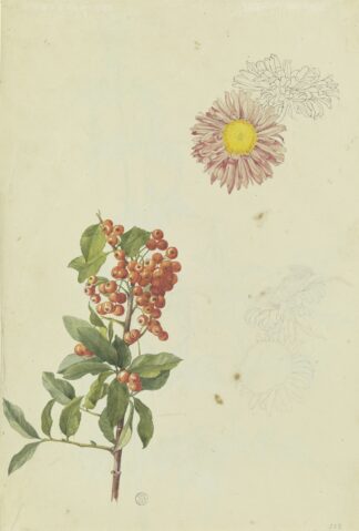 Firethorn and Chrysanthemum by Franz Theobald Horny