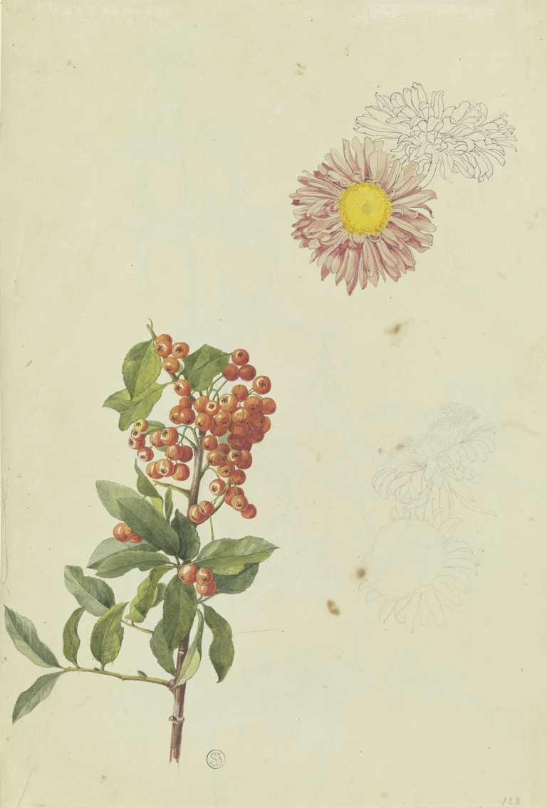 Firethorn and Chrysanthemum by Franz Theobald Horny
