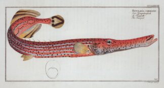 Fistularia chinensis, The Trumpet. by Marcus Elieser Bloch