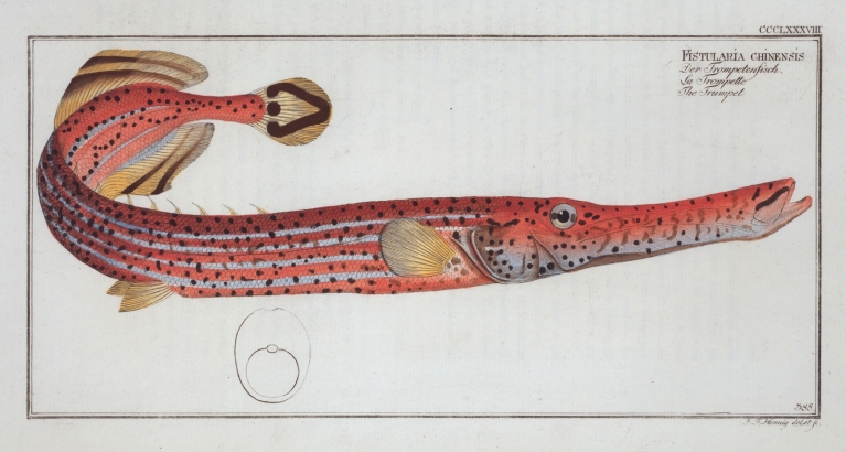 Fistularia chinensis, The Trumpet. by Marcus Elieser Bloch