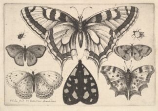 Five Butterflies, a Moth and Two Beetles by Wenceslaus Hollar