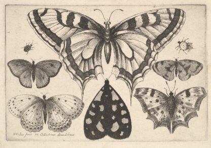 Five Butterflies, a Moth and Two Beetles by Wenceslaus Hollar