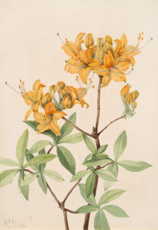 Flame Azalea by Mary Vaux Walcott