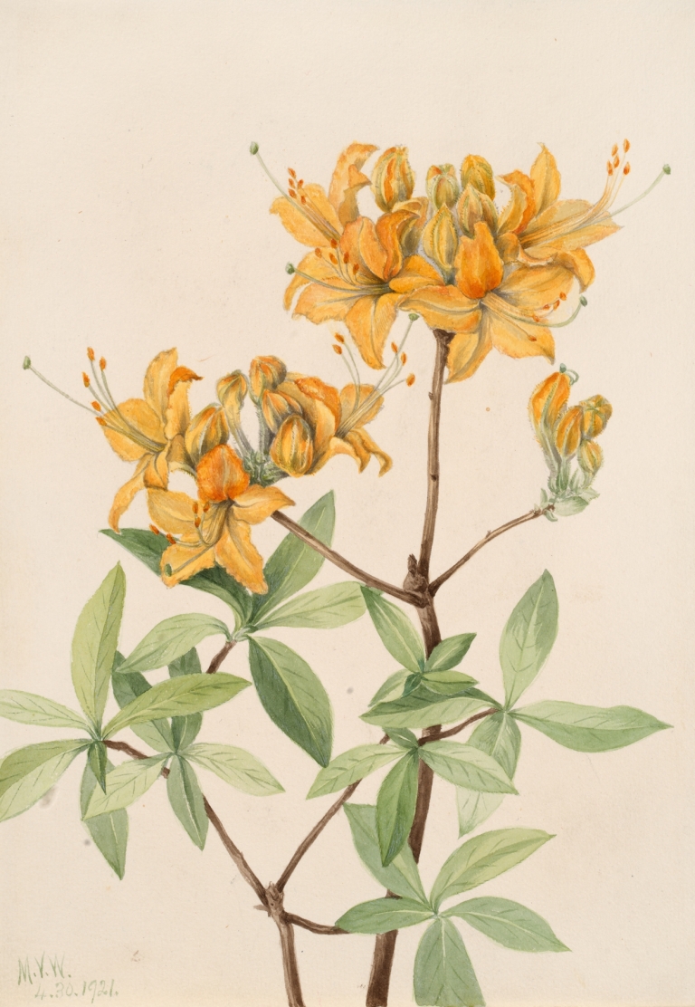 Flame Azalea by Mary Vaux Walcott