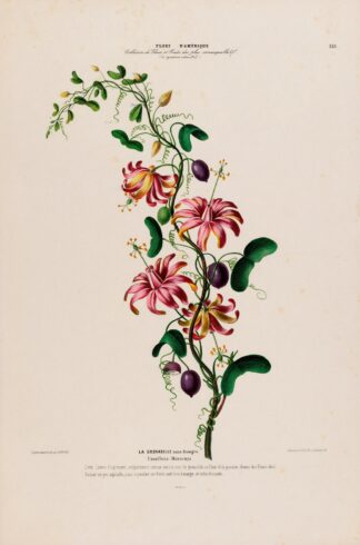 Flore d’Amérique, dessinée d’après nature sur les lieux Pl.139 by Etienne Denisse
