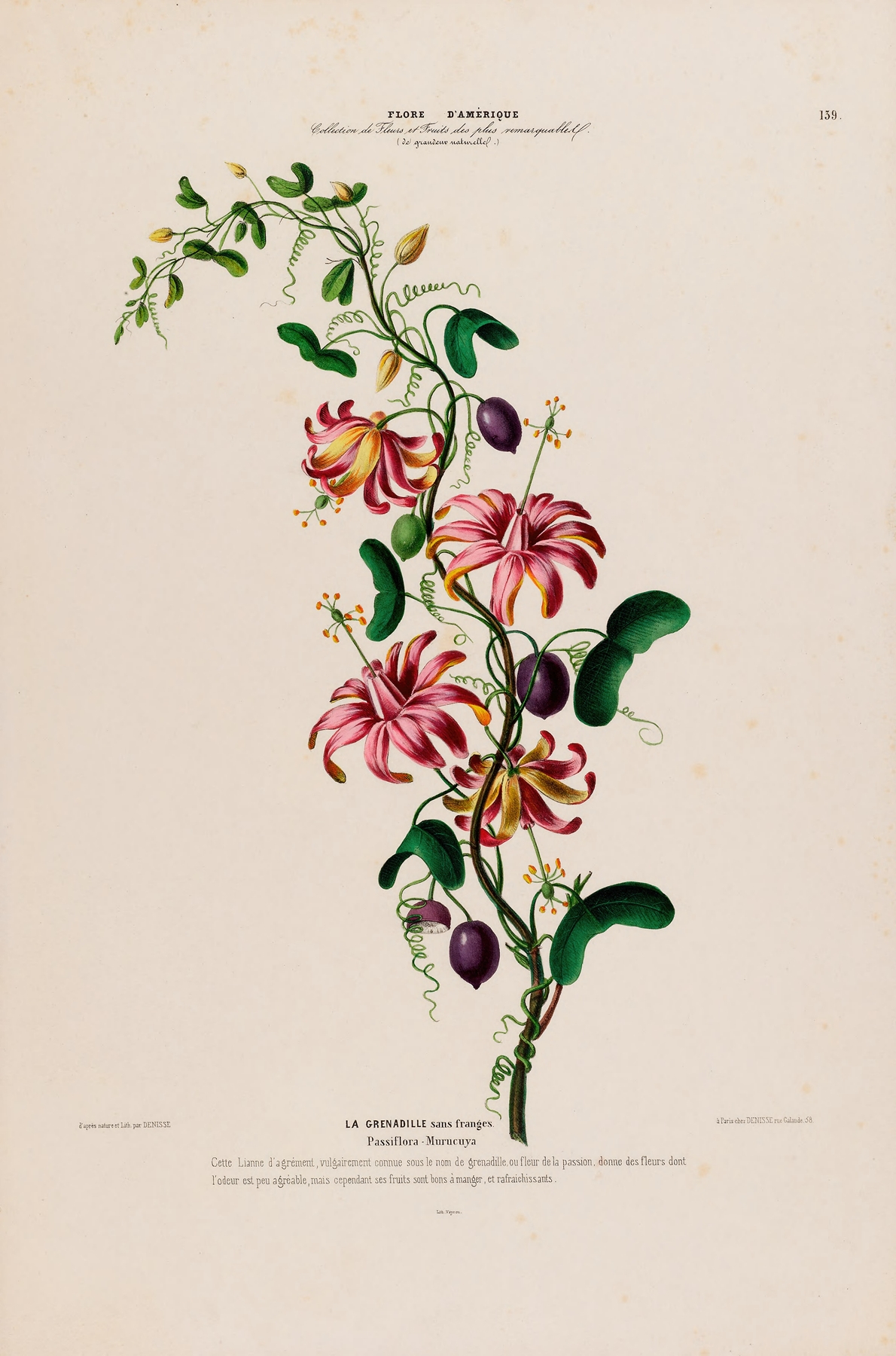 Flore d’Amérique, dessinée d’après nature sur les lieux Pl.139 by Etienne Denisse