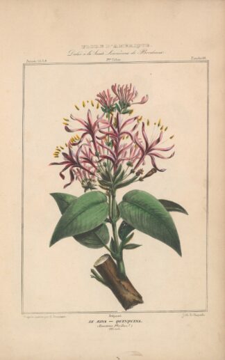 Flore d’Amérique Pl.18 by Etienne Denisse