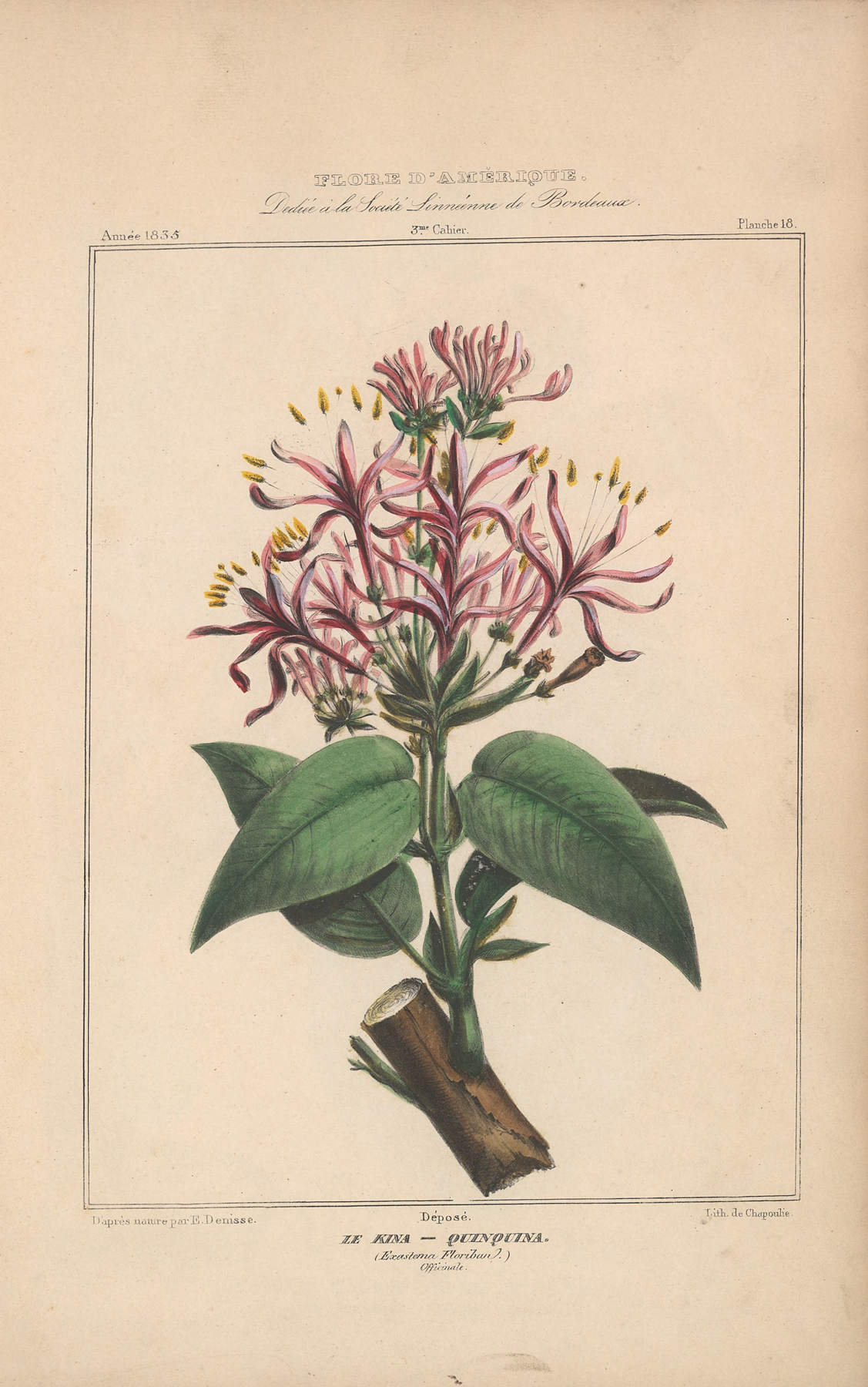 Flore d’Amérique Pl.18 by Etienne Denisse