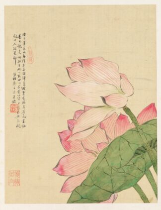 Flowers Pl.04 by Liang Yuwei