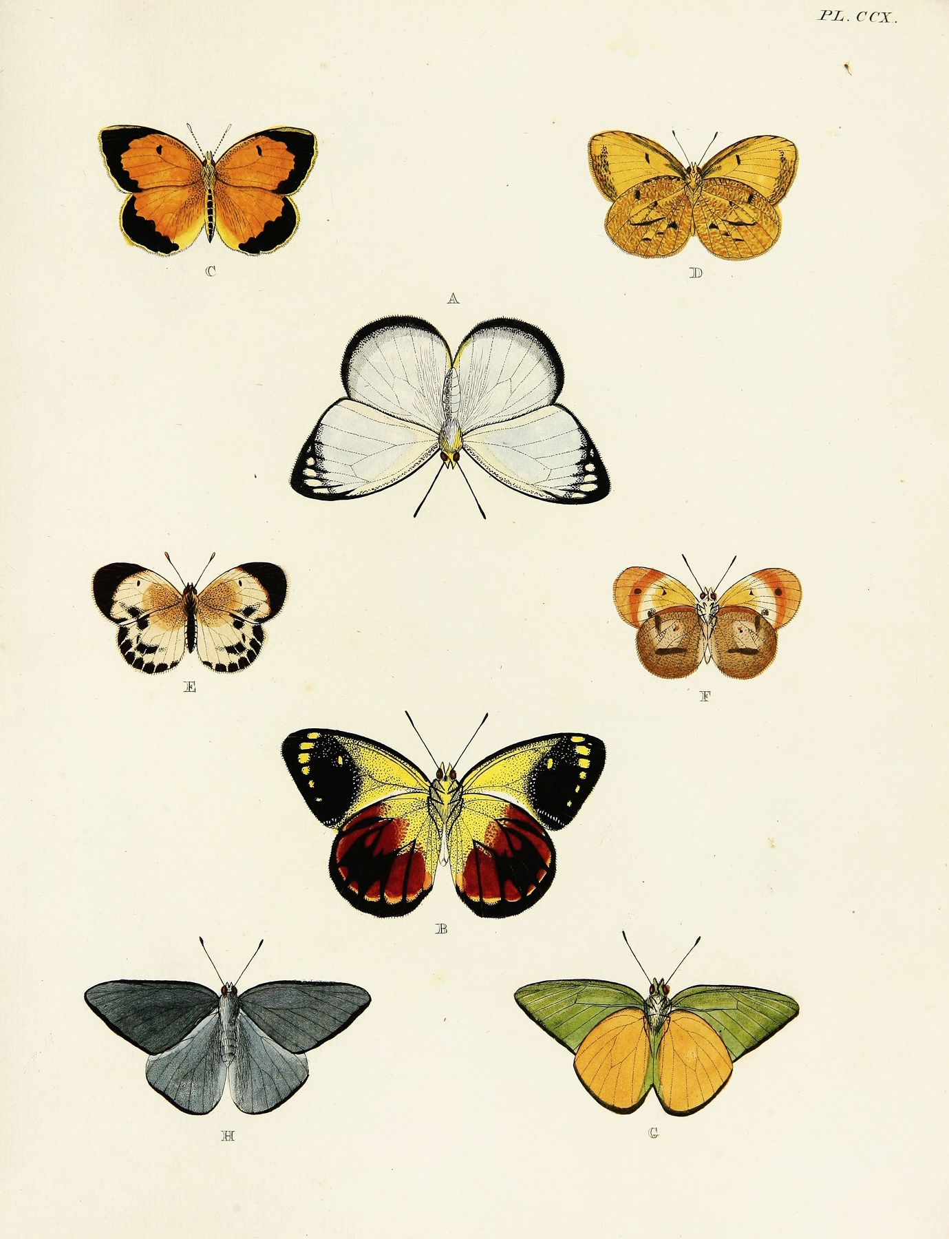 Foreign butterflies occurring in the three continents Asia, Africa and America Pl.018 by Pieter Cramer