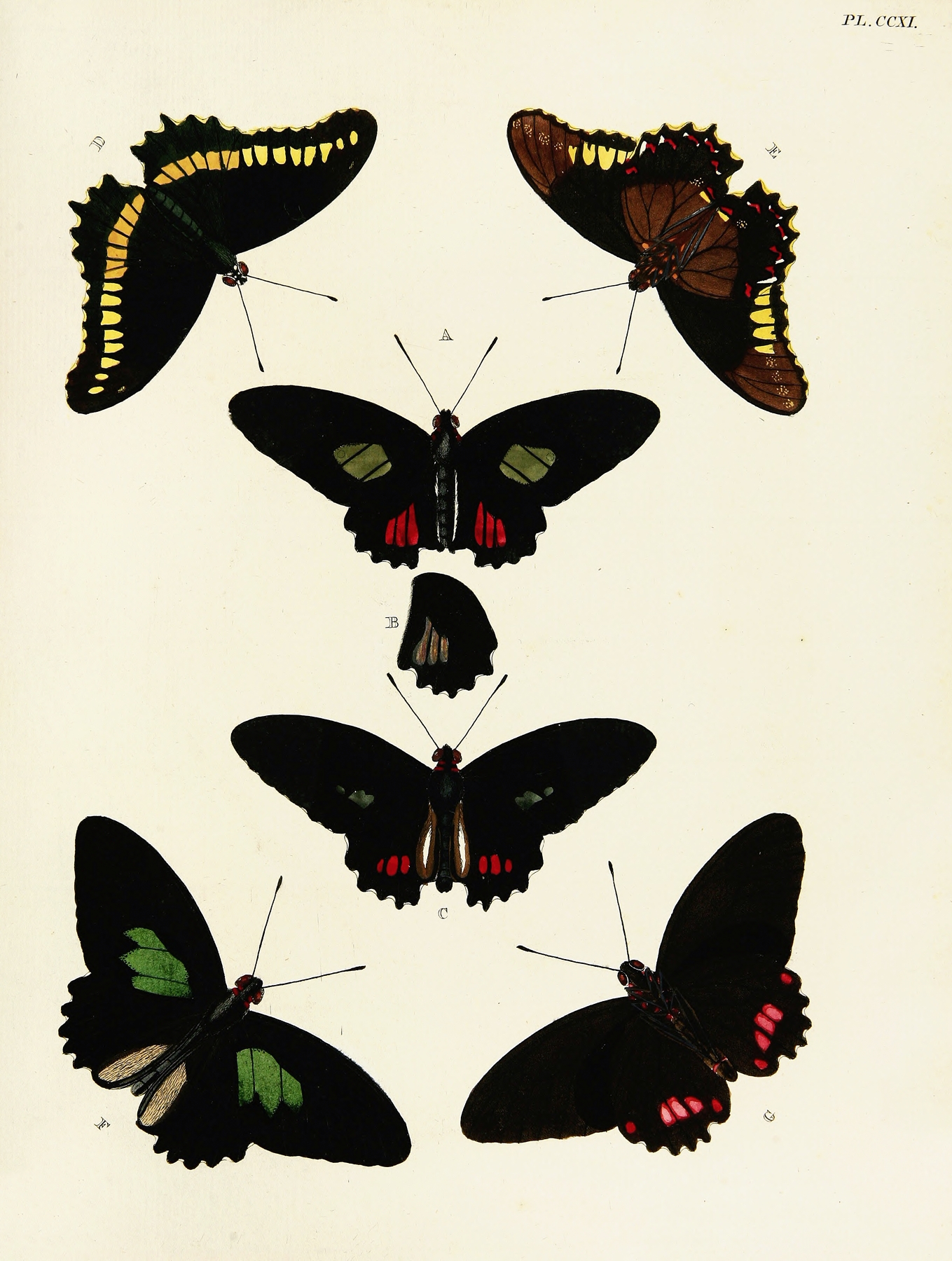 Foreign butterflies occurring in the three continents Asia, Africa and America Pl.019 by Pieter Cramer
