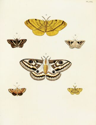 Foreign butterflies occurring in the three continents Asia, Africa and America Pl.057 by Pieter Cramer