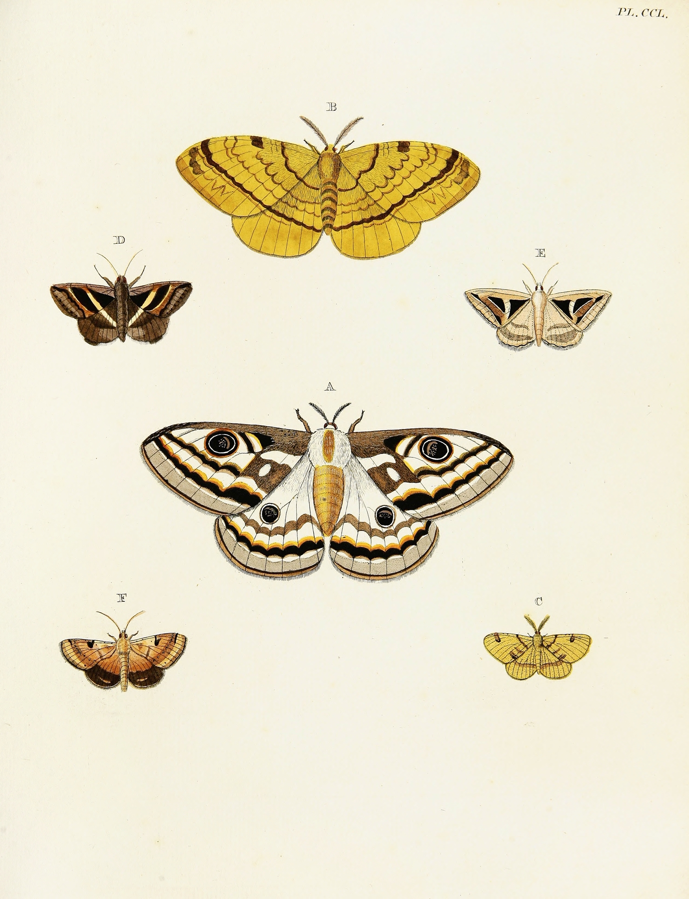 Foreign butterflies occurring in the three continents Asia, Africa and America Pl.057 by Pieter Cramer