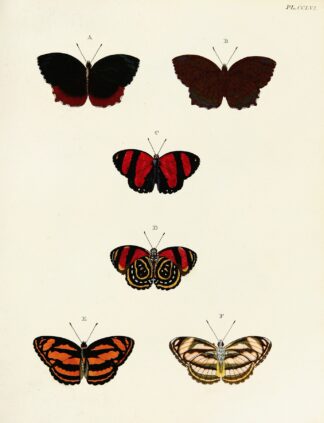 Foreign butterflies occurring in the three continents Asia, Africa and America Pl.063 by Pieter Cramer