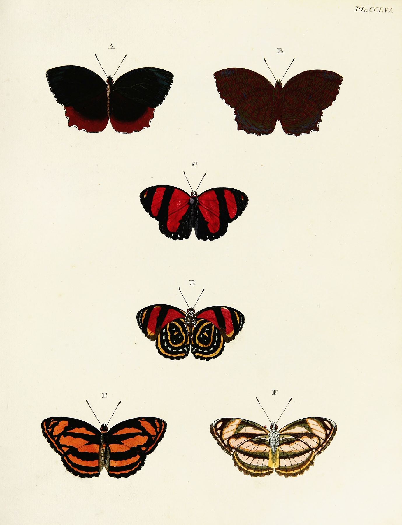 Foreign butterflies occurring in the three continents Asia, Africa and America Pl.063 by Pieter Cramer