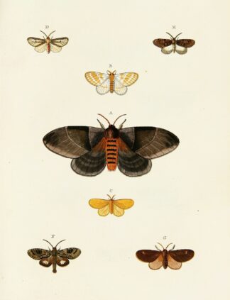 Foreign butterflies occurring in the three continents Asia, Africa and America Pl.113 by Pieter Cramer