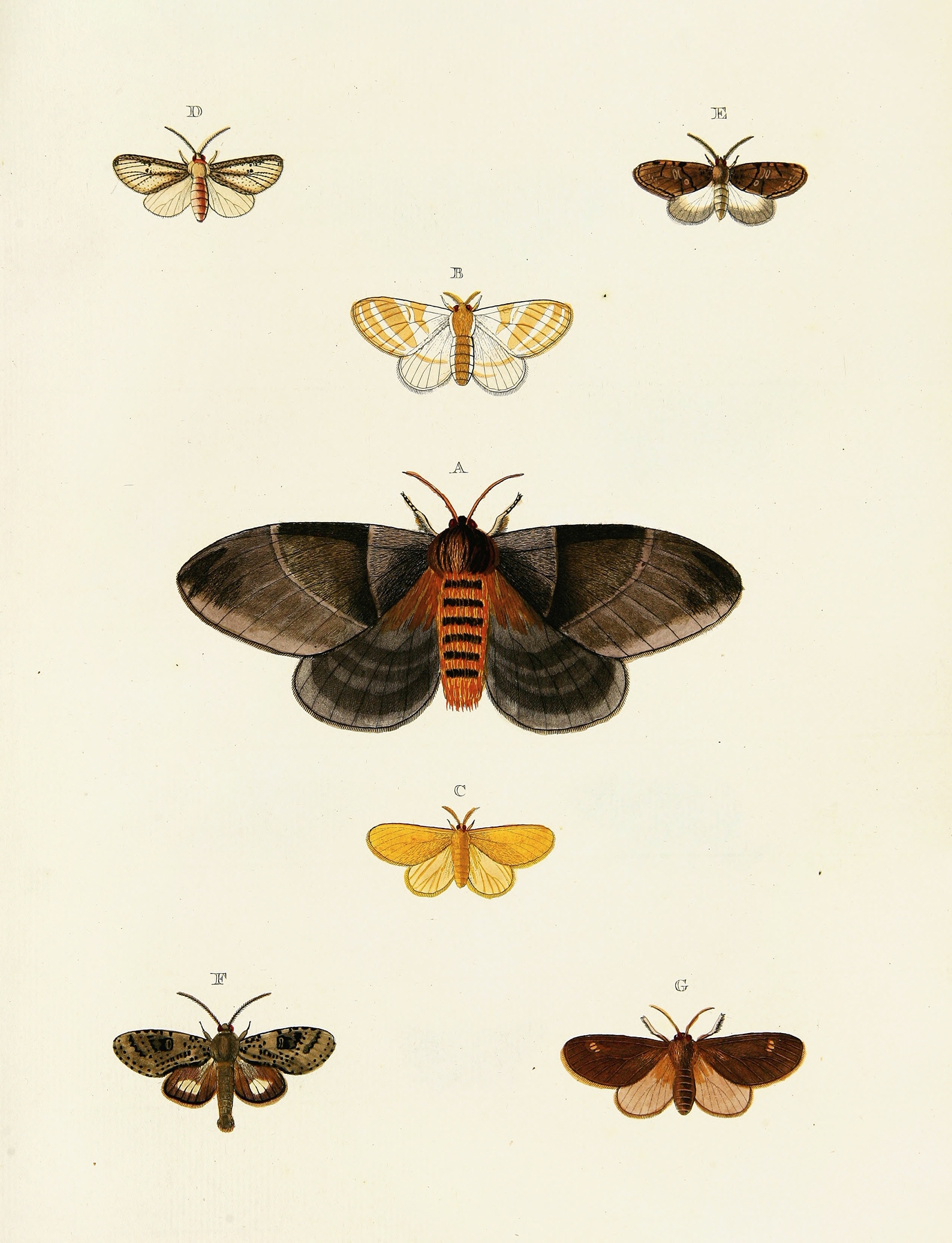 Foreign butterflies occurring in the three continents Asia, Africa and America Pl.113 by Pieter Cramer