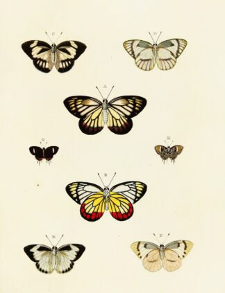 Foreign butterflies occurring in the three continents Asia, Africa and America Pl.126 by Pieter Cramer