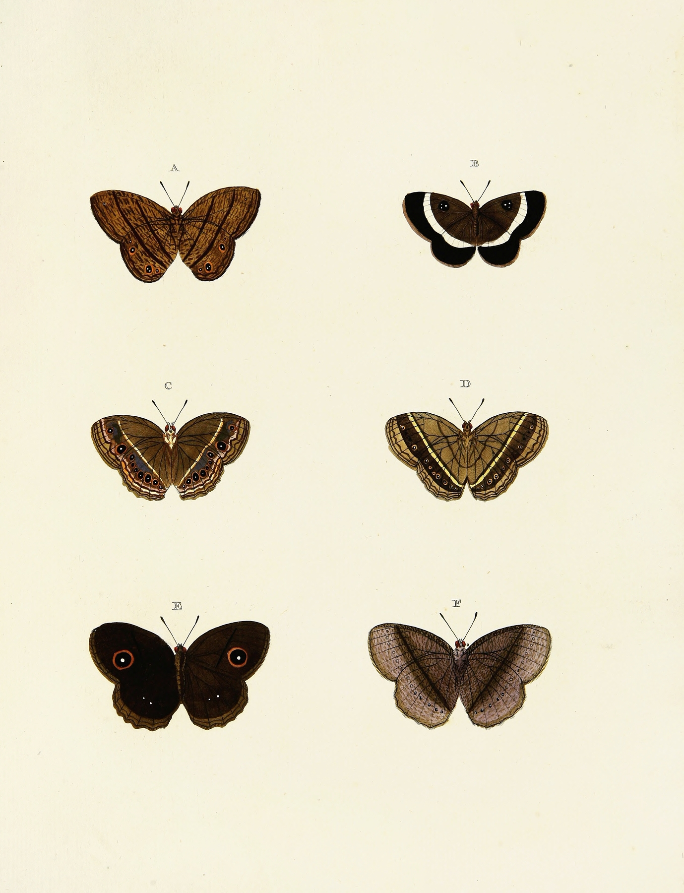 Foreign butterflies occurring in the three continents Asia, Africa and America Pl.132 by Pieter Cramer