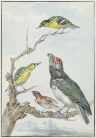 Four Different Birds on a Branch by Aert Schouman