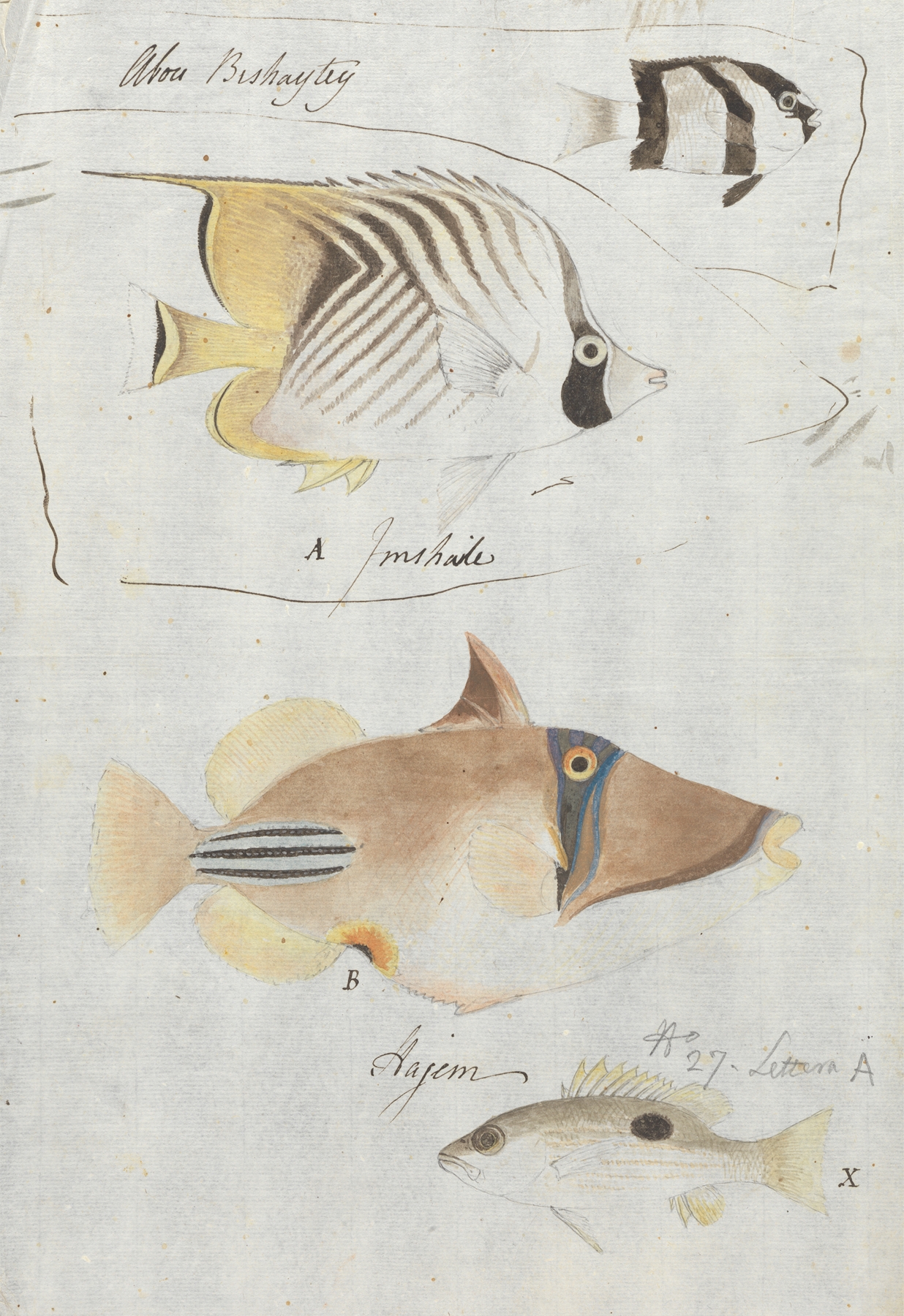 Four Fish by Luigi Balugani