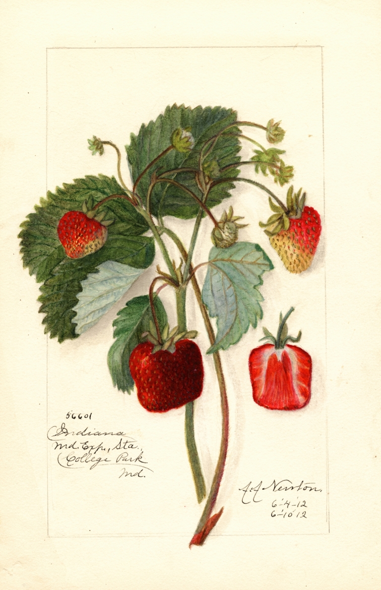 Fragaria: Indiana by Amanda Almira Newton