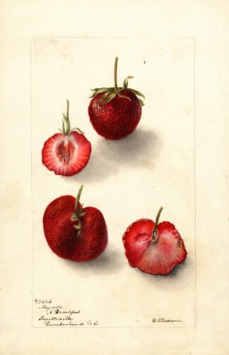 Fragaria: Maynor by Deborah Griscom Passmore