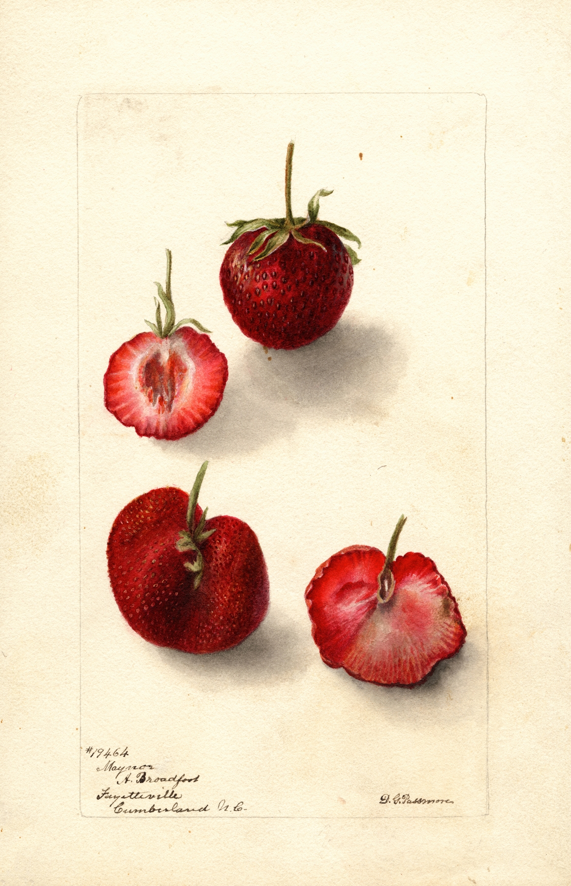 Fragaria: Maynor by Deborah Griscom Passmore