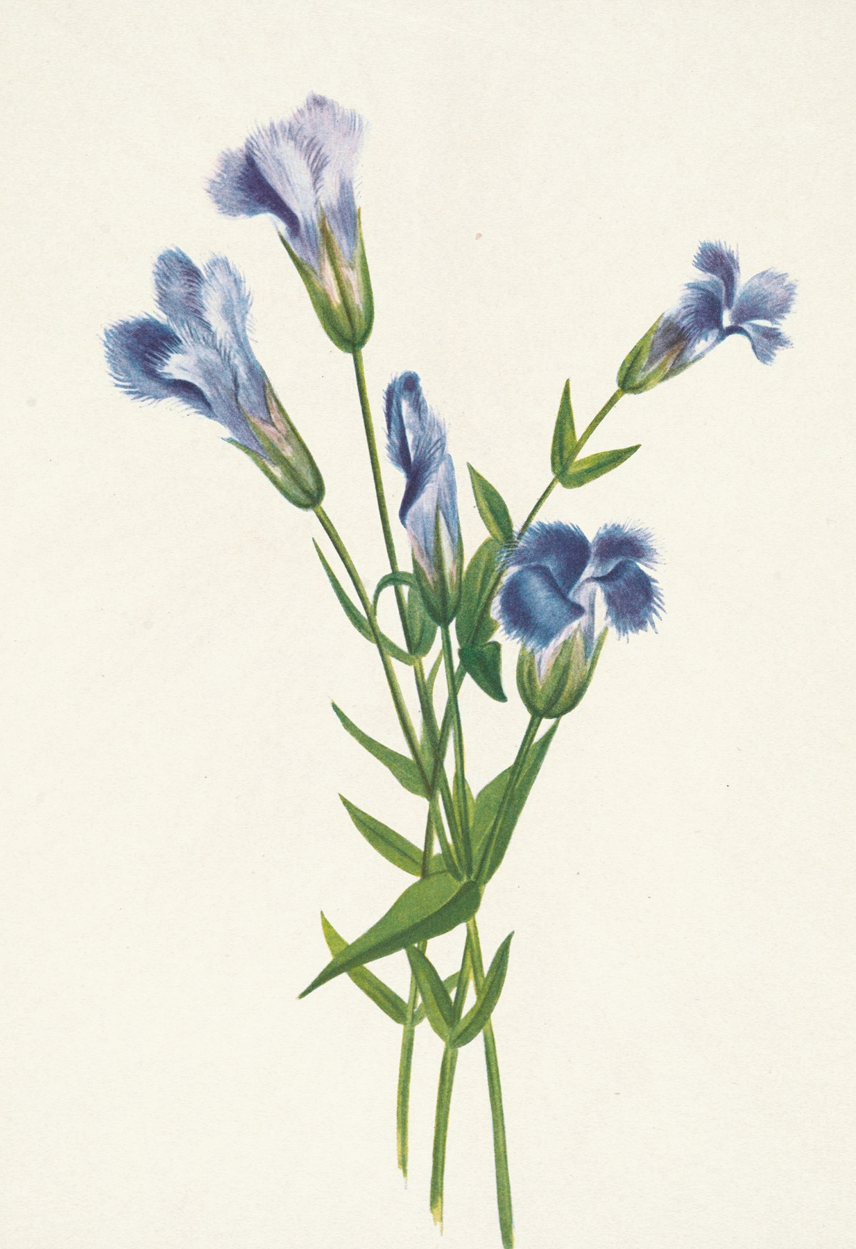 Fringed Gentian. Gentiana crinita by Mary Vaux Walcott