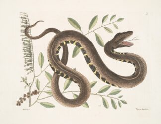 Frutex &c.; Vipera Aquatica,The Water-Viper. by Mark Catesby