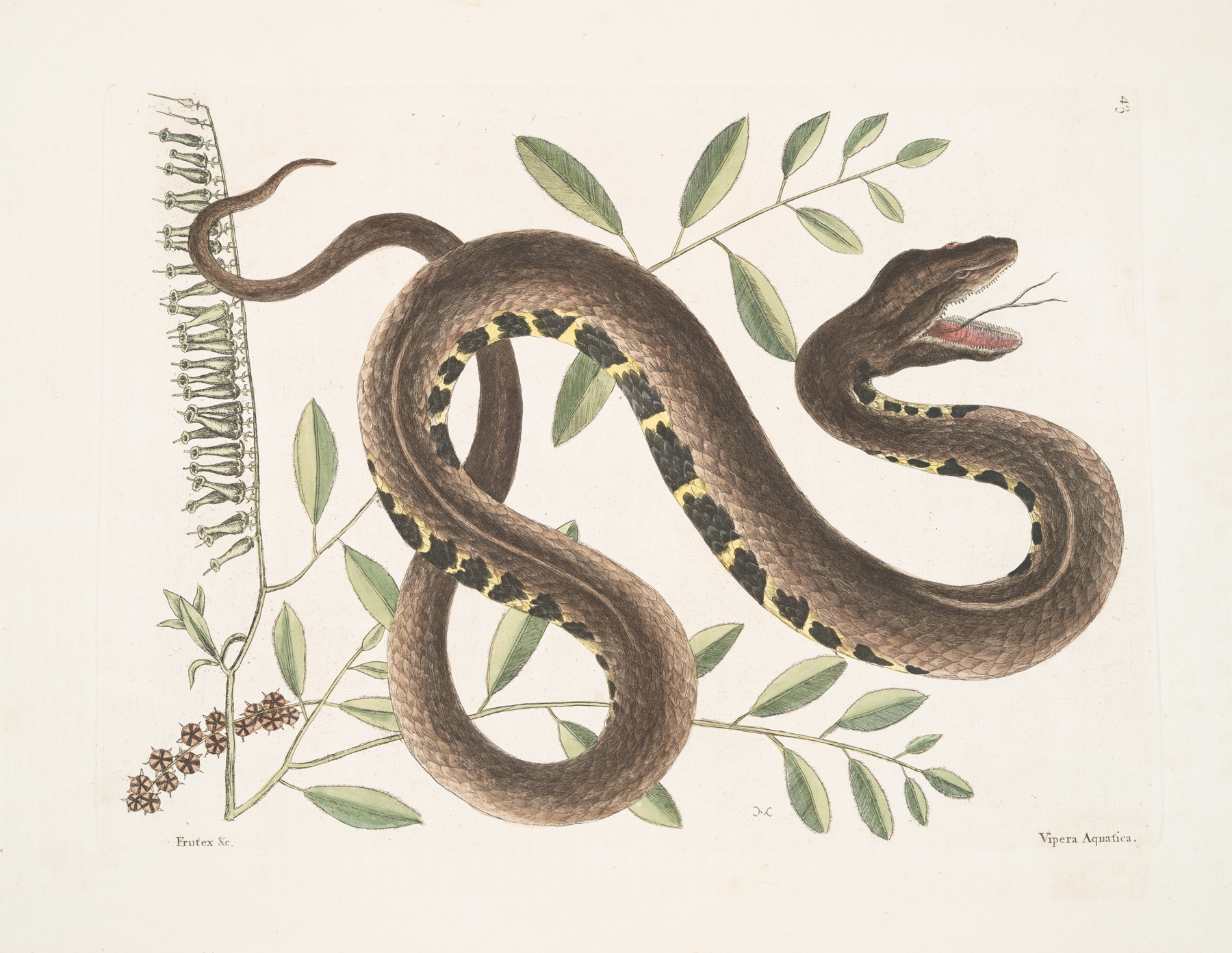 Frutex &c.; Vipera Aquatica,The Water-Viper. by Mark Catesby