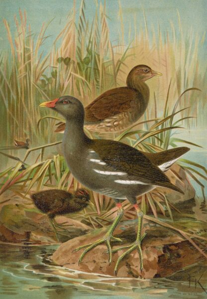 Gallinula chloropus by Johann Friedrich Naumann