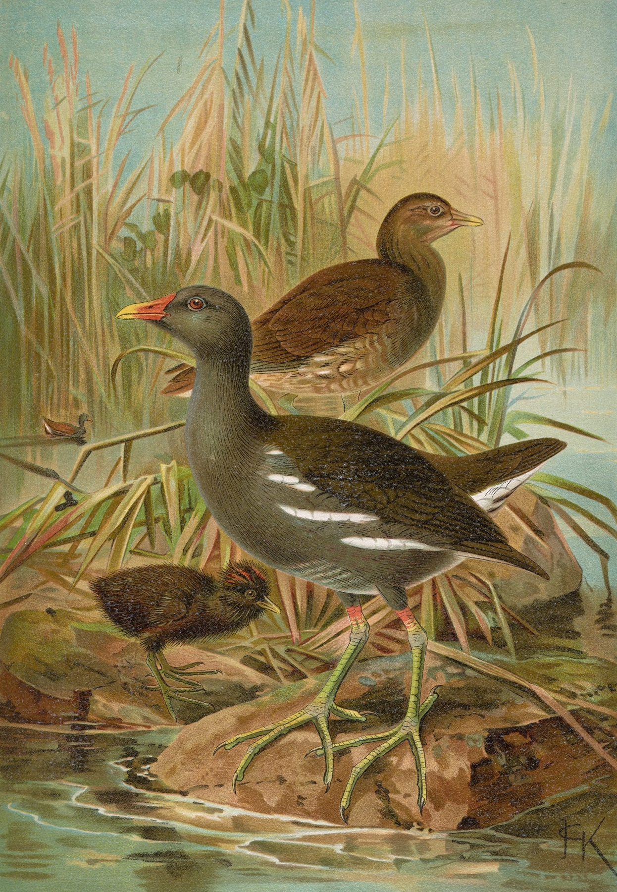 Gallinula chloropus by Johann Friedrich Naumann