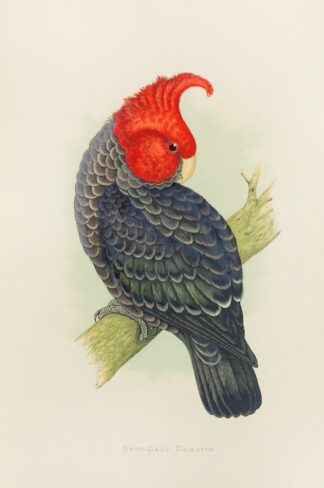 Gang-Gang Cockatoo by Alexander Francis Lydon