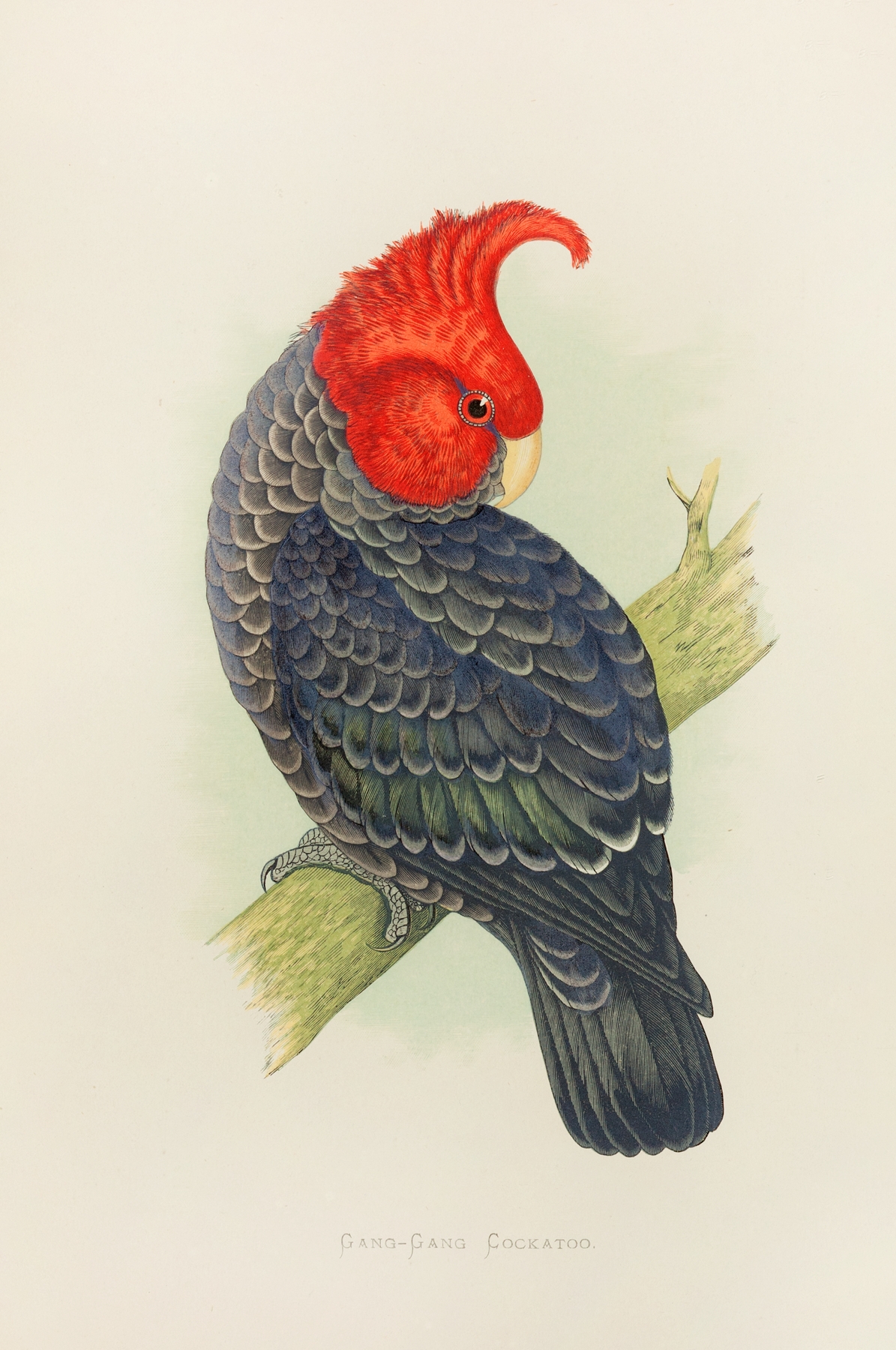 Gang-Gang Cockatoo by Alexander Francis Lydon