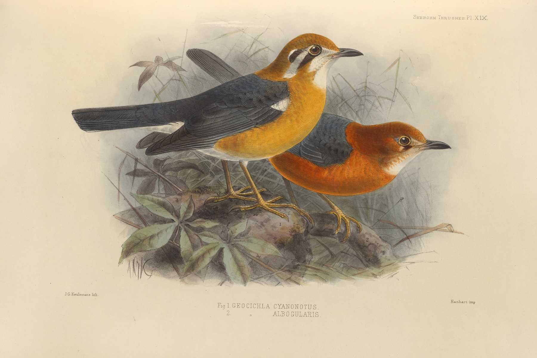 Geocichla Cyanonotus, Geocichla Albogularis by Henry Seebohm