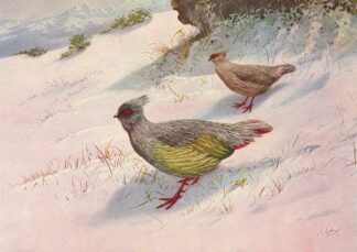 Geoffroy’s Blood Partridge by George Edward Lodge