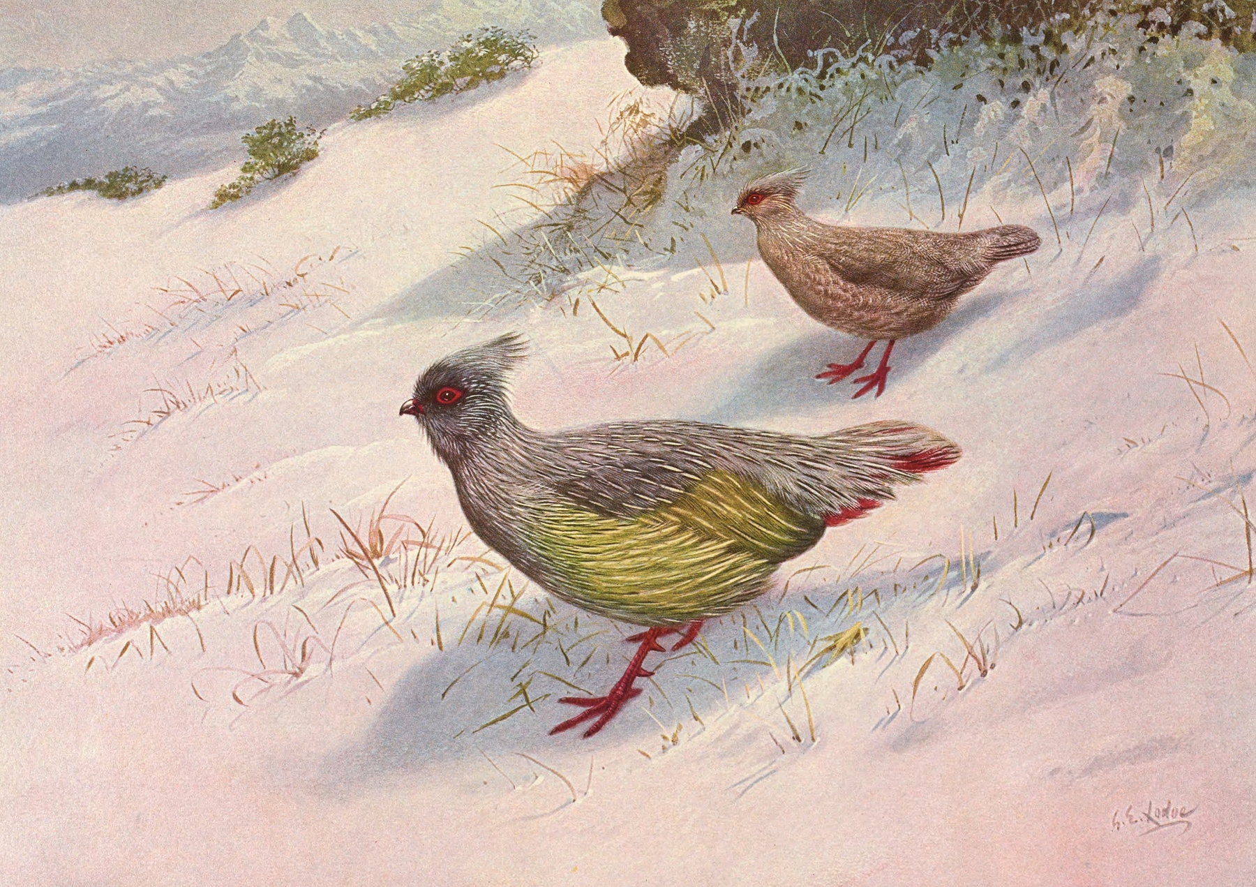 Geoffroy’s Blood Partridge by George Edward Lodge